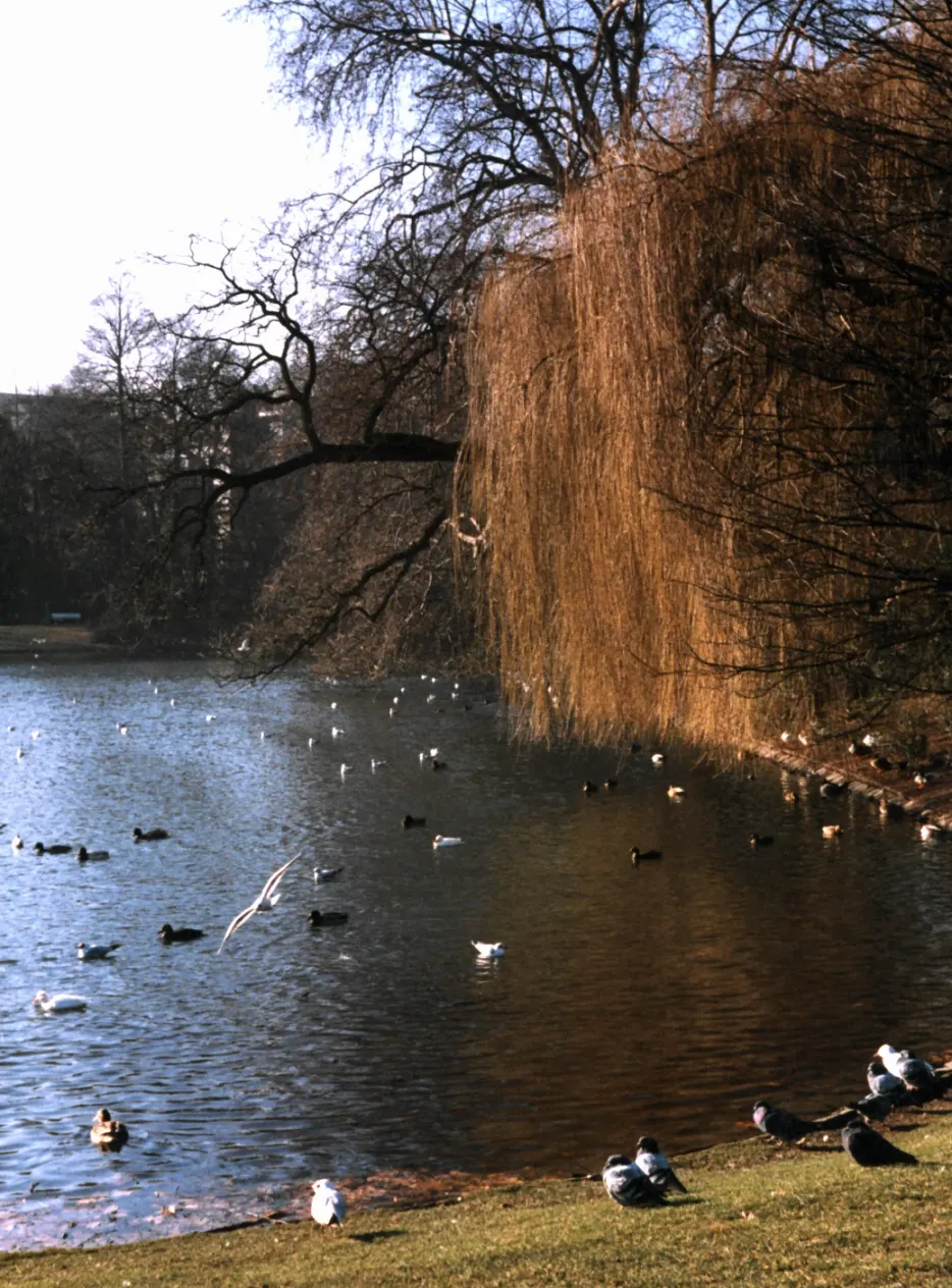 Baumbestandene Wege und Wasserläufe im Hofgarten in Düsseldorf